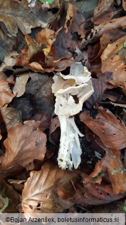 Helvella crispa