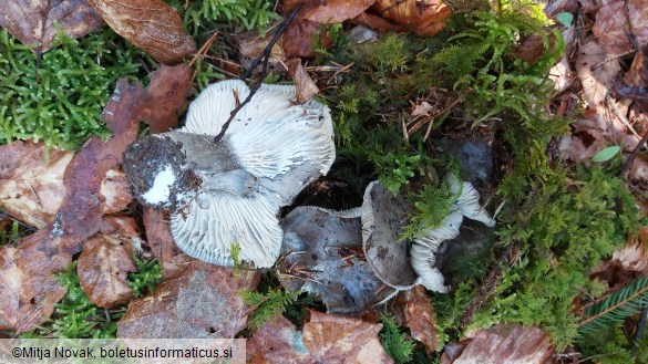 Hygrophorus marzuolus