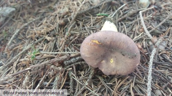 Cantharellus amethysteus