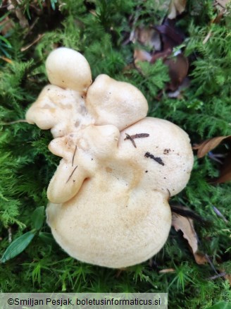 Lactarius illyricus