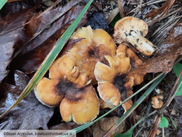 Cantharellus amethysteus