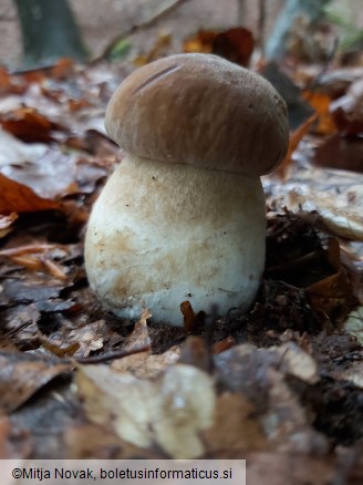 Boletus aestivalis