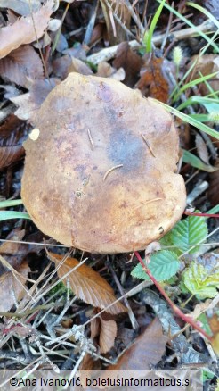 Neoboletus erythropus