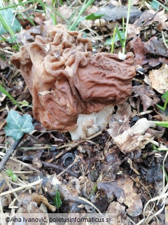 Gyromitra esculenta