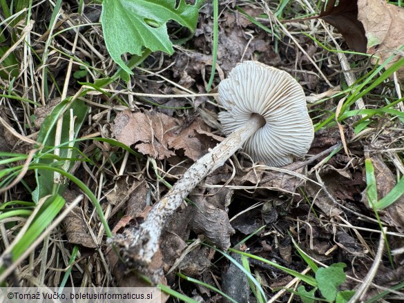 Lepiota griseovirens
