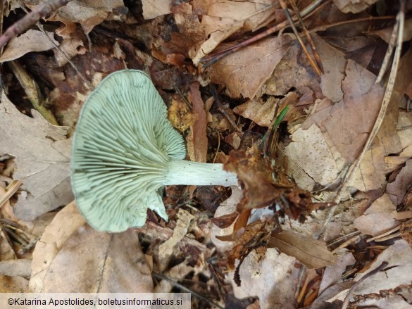 Clitocybe odora