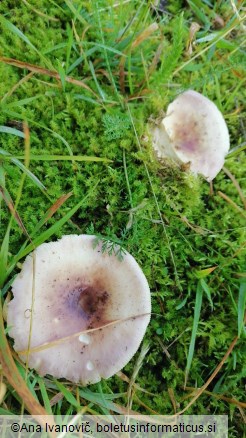 Russula vesca