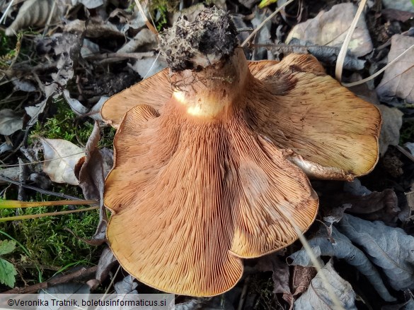 Paxillus rubicundulus