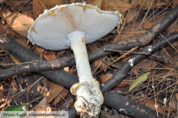 Amanita ovoidea