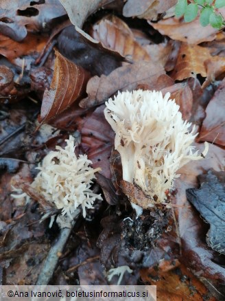 Ramaria gracilis