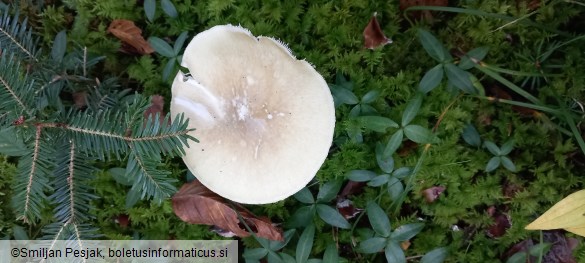 Amanita phalloides