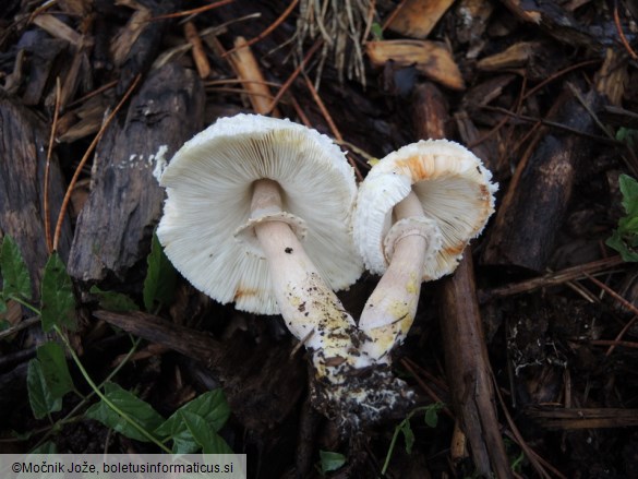 Leucoagaricus americanus