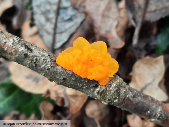 Tremella mesenterica