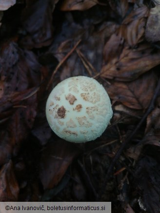 Amanita citrina