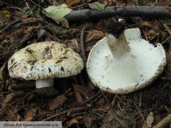 Russula chloroides