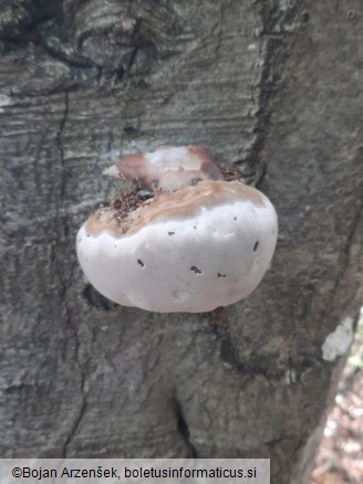 Fomes fomentarius
