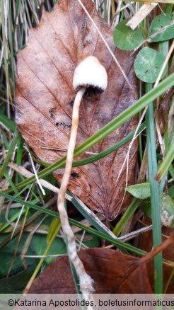 Psilocybe semilanceata