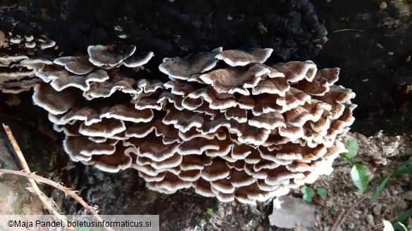 Trametes versicolor