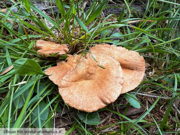 Infundibulicybe gibba