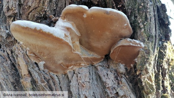 Ganoderma applanatum