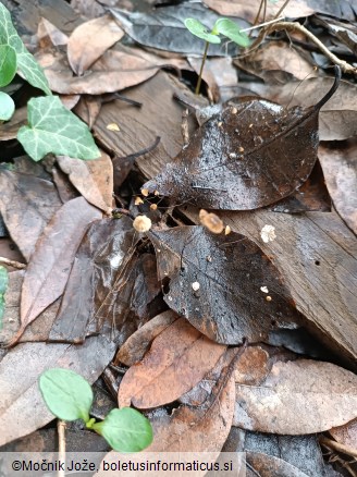 Marasmius buxi