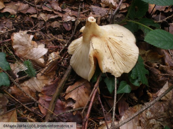 Lactarius illyricus