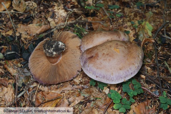 Cortinarius variecolor