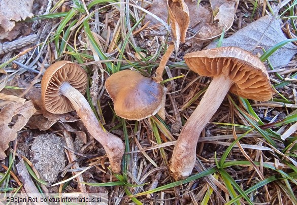 Cortinarius subobtusobrunneus