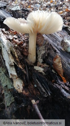 Megacollybia platyphylla