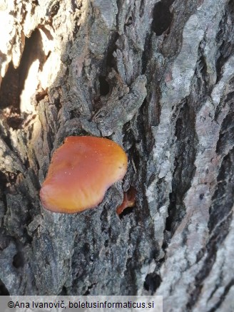 Flammulina velutipes