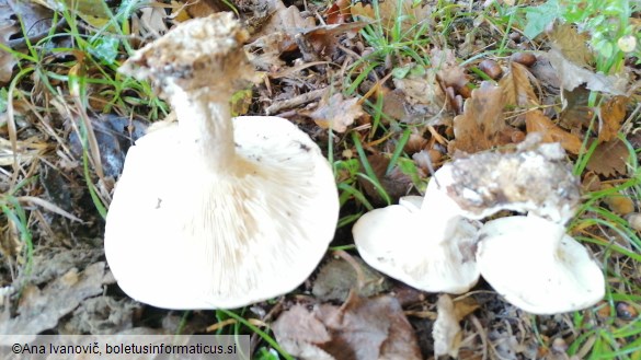 Clitocybe nebularis