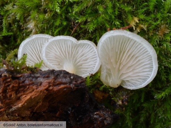 Crepidotus mollis