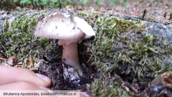 Amanita excelsa