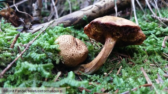 Pseudoboletus parasiticus