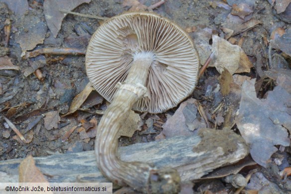 Cyclocybe erebia