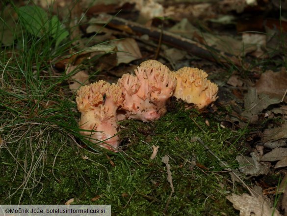 Ramaria ignicolor