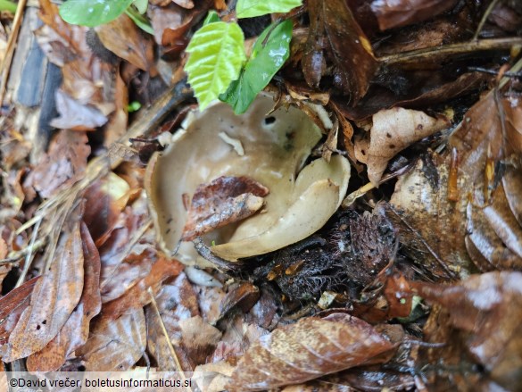 Helvella acetabulum