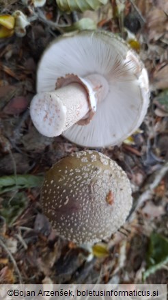 Amanita rubescens