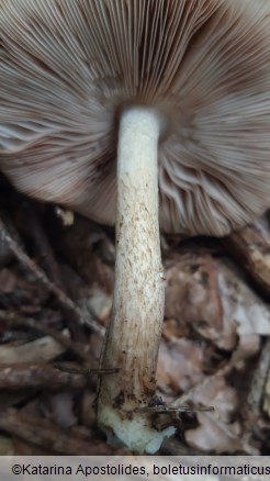 Pluteus cervinus