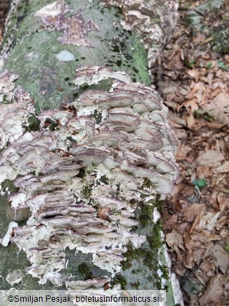 Trichaptum biforme