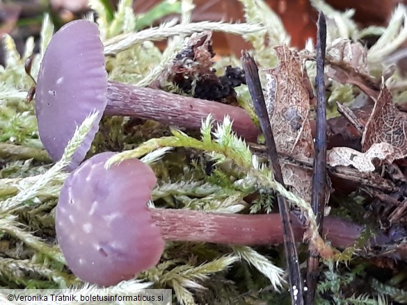 Laccaria amethystina