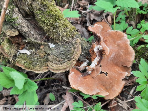 Phylloporia ribis