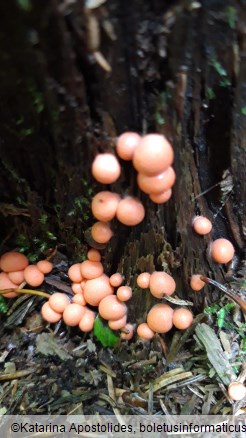 Lycogala epidendrum