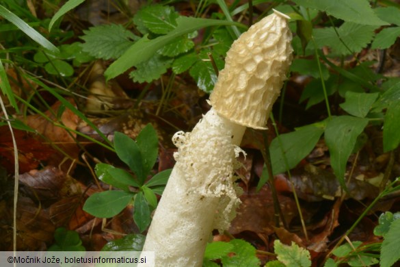 Phallus impudicus