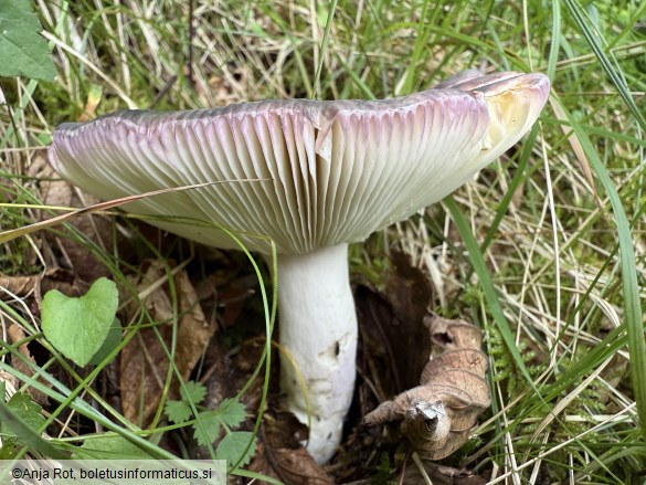 Russula grisea