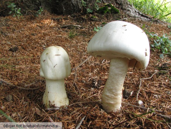 Agaricus silvicola