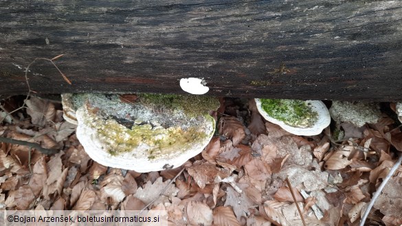 Trametes gibbosa