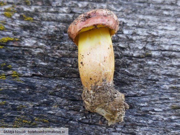 Aureoboletus gentilis