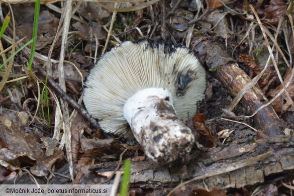 Russula atramentosa