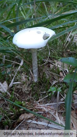 Amanita virosa